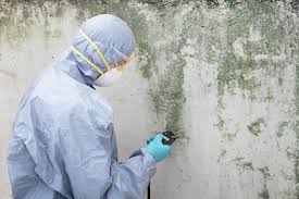 Best Basement Mold Removal in USA